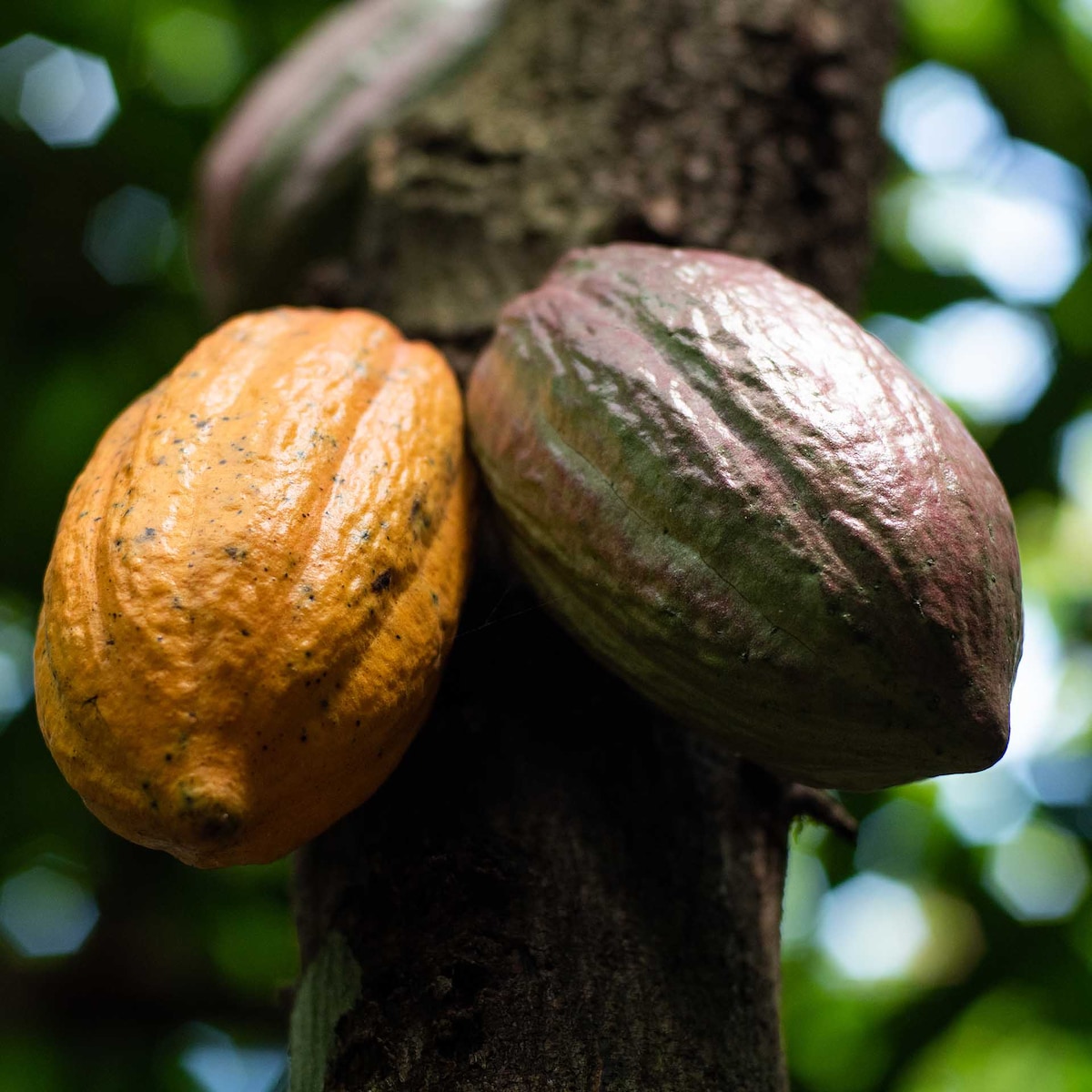 Frutas de cacau